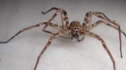 Spider on isolated white background Spider is waiting for prey close up of spider closeup spider insect, insects, bug, bugs, animal, animals, wildlife, wild nature, forest, woods, garden, park