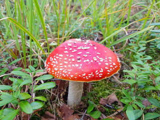 Beautiful red fly agaric matured in the forest. Red fly agaric with white spots