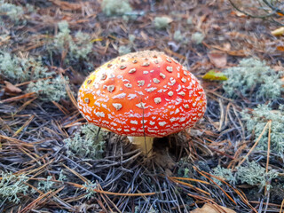 Beautiful red fly agaric matured in the forest. Red fly agaric with white spots