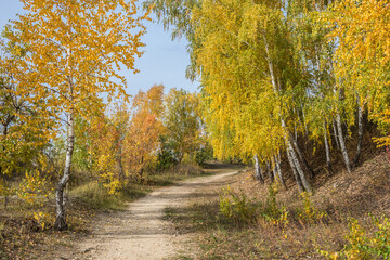  Birch wood on the Tsaryov Kurgan in Samara Region.