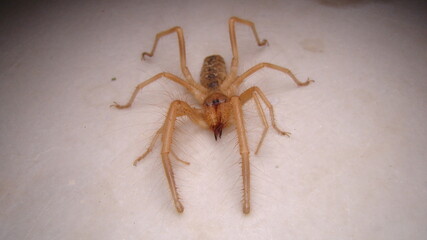 spider Close Up camel spider isolated on white background. also known as windscorpion, Solifugae or sun spider. wind scorpion, insect, insects, bug. closeup nature. wild. wildlife. animals . animal