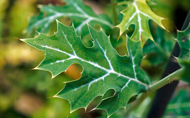 Medicinal plant, Mexican prickly poppy leaf (Argemone mexicana)