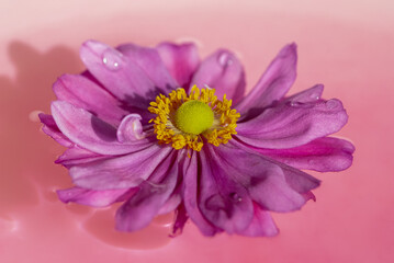 Close-up pink  purple japanese anemone, thimbleweed or windflower lying on pink water