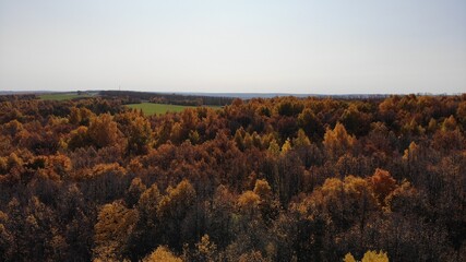 Autumn trees with colorful leaves grow in a green field. Top view, photo from Drona. Autumn landscape