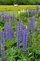 Tall flower spikes of blue-violet and white lupine (Lupinus) and old horse grazing in meadow of yellow wildflowers near Sugar Hill, New Hampshire.