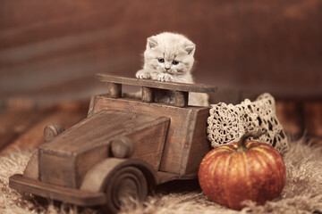 Niedliche Britisch Kurzhaar Katzenbabys für Postarten