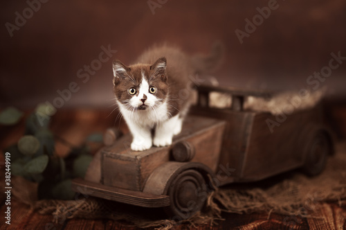 Fototapete Niedliche Britisch Kurzhaar Katzenbabys Für Postarten  Auge-Wabi-Sabi Fotografie