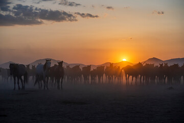 Fototapeta na wymiar Wild horses run in foggy at sunset. Wild horses are running in dust. Near Hormetci Village, between Cappadocia and Kayseri, Turkey