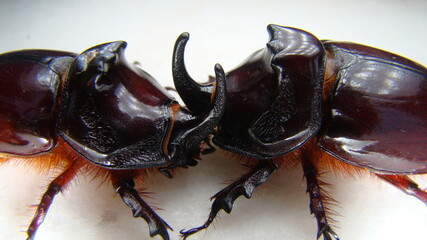 Rhinoceros beetle, Rhino beetle, Fighting beetle European rhinoceros beetle, the male of which has a curved horn extending from the head , Arthropoda ,fight , large insect insect, insects, bug, bugs