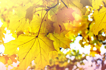 Mild yellow maple leaves in autumn season with blurred background. Colorful bright foliage in the autumn park. Autumn leaves background.