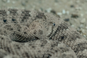 The cold blooded reptile lies on the ground and basks in the sun. The venomous snake shot close up.