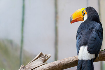 Tropical bird Toucan sitting on a branch. High quality photo
