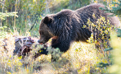 Grizzly bears on a carcass