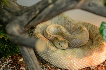 The cold blooded reptile lies on the ground and basks in the sun. The venomous snake shot close up.