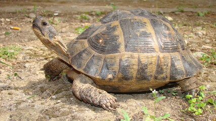 tortoise
Greek tortoise
close up of tortoise
closeup turtle
tortoise in nature - turtle
reptiles, reptile, animals, animal, pets, pet, wildlife, wild nature, forest, woods, garden, park, desert