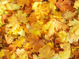 Jesień. Liście klonu.