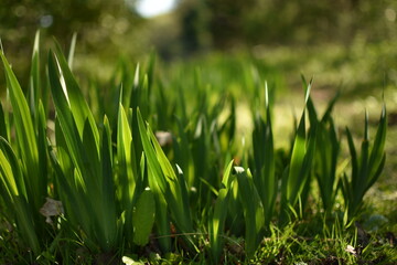 Vivid fresh green blades of grass with light and shadows, blurred background