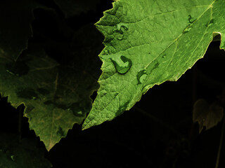 grape leaf with water drops