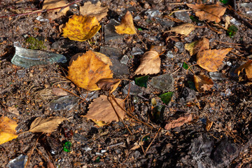 Shards of bottles on the ground