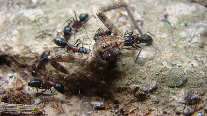 ant.
many ants , worker ant
ants is eating spider
close up of ants are working
closeup ant
macro photo. 
insects, insect, bugs, bug, animals, animal, wildlife, wild nature, forest, woods, garden, park