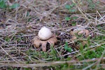 Amazing mushroom Geastrum fimbriatum, commonly known as the fringed earthstar or the sessile earthstar. It looks very interesting.