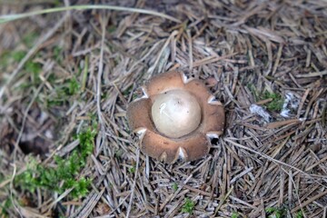 Amazing mushroom Geastrum fimbriatum, commonly known as the fringed earthstar or the sessile earthstar. It looks very interesting.