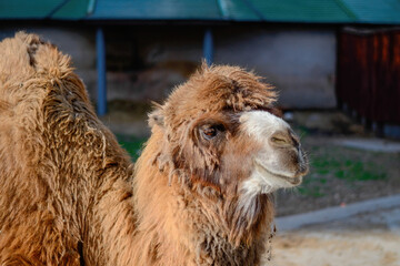A camel with long hair stands in a stall. Close up shot.
