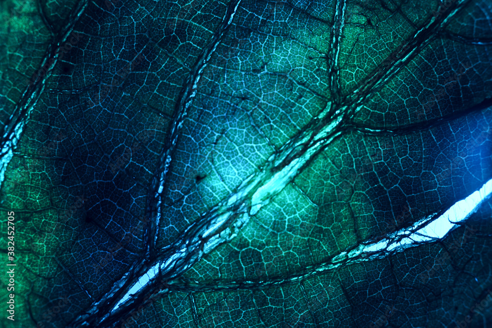 Aufkleber Close up beautiful abstract leaf  in color light. Beautiful plant minimal in neon light. Minimalism retro style concept. Background pattern for design.