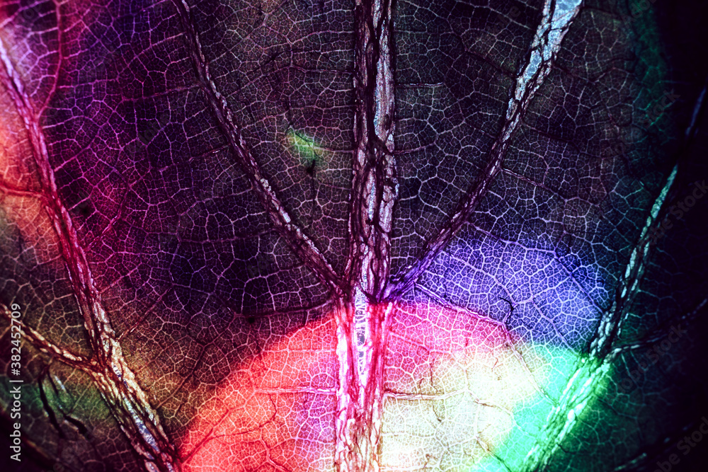 Aufkleber Close up beautiful abstract leaf  in color light. Beautiful plant minimal in neon light. Minimalism retro style concept. Background pattern for design.
