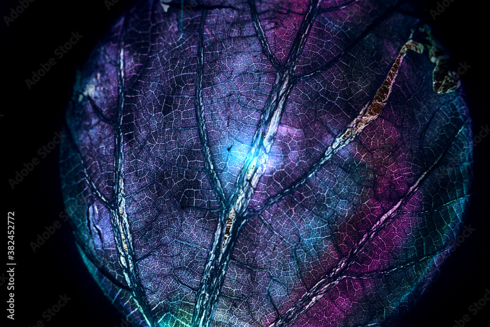 Aufkleber Close up beautiful abstract leaf  in color light. Beautiful plant minimal in neon light. Minimalism retro style concept. Background pattern for design.