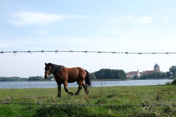 Naklejka premium The brown horse grazes in a meadow by the lake. Buildings of Pasym city on horizon. Poland