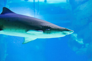 Blunt nosed bull shark close up. Terrible jaws are visible. Predators of the ocean
