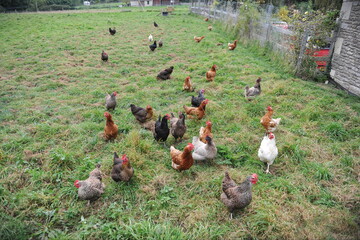 chickens on the grass