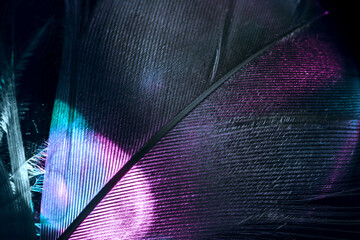 Close up Bird feather multi colored  light. Beautiful background pattern texture for design. Macro...