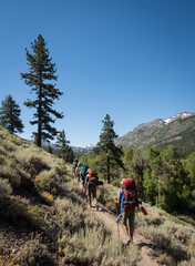 A diverse group of backpackers hiking along a trail surrounded by brush with pine trees, mountains...