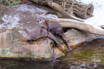 
wild otter on a rock next to the river in winter in the woods in the park