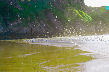Seagulls on welsh Rossilli Beach to form natural textured background seaside image