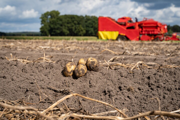 Kartoffelernte mit moderner Landtechnik, landwirtschaftliches Symbolfoto.
