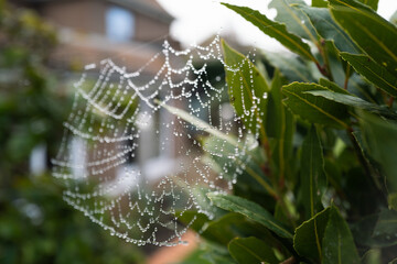Water droplets on a spiders web hung between two plants in front of a house in a garden. Shallow...