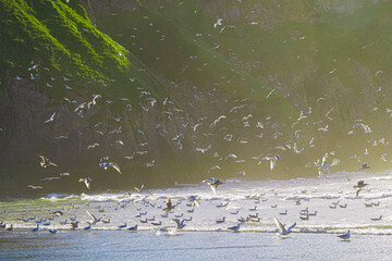 Seagulls on welsh Rossilli Beach to form natural textured background seaside image