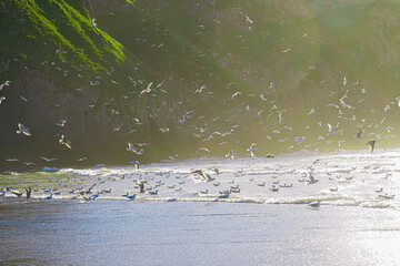 Seagulls on welsh Rossilli Beach to form natural textured background seaside image