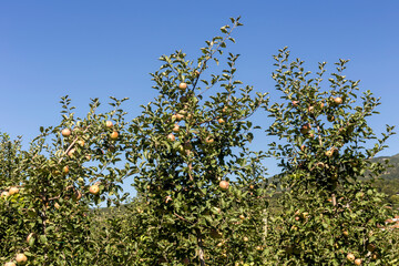 Fototapeta na wymiar Apple-tree garden in the mountains