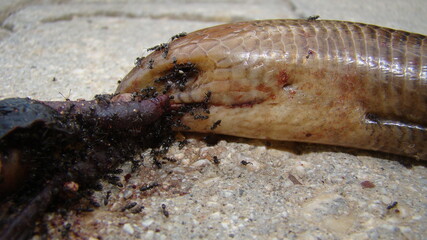 snake or lizard.
dead burton's legless lizard on the street, killed by a car
close up of dead legless lizard 
closeup legless lizard
Carcass ; dead body of animal
animals, wild nature, wildlife, woods