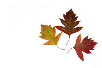 Three autumn leaves of hawthorn on a white background. Leaves are yellow, red and green