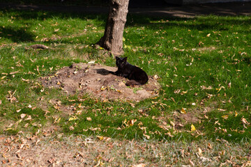 Black cat lying on green grass with yellow leaves