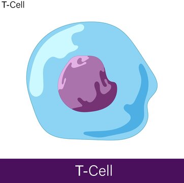 Vector Of T Cell Of Adaptive Immune System Involved In The Activation Of Other Immune Cells And Cytotoxic Function