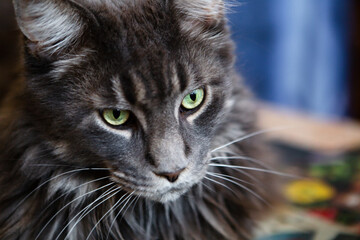 Green eyes of a cat close up
