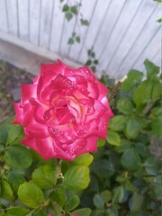 pink rose in garden