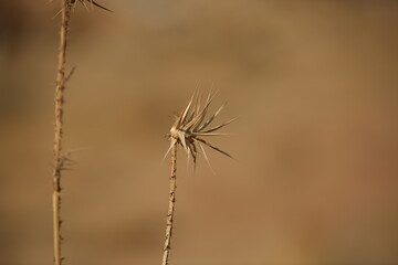 Sepia color arid plant grass in the wind