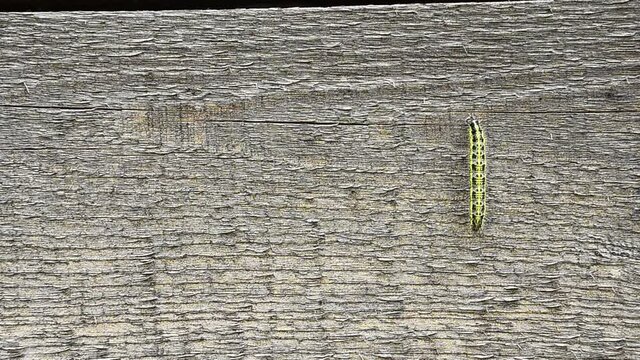 The yellow tracked crawls on the weathered old board.